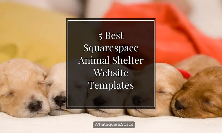 5 Best Squarespace Animal Shelter Website Templates